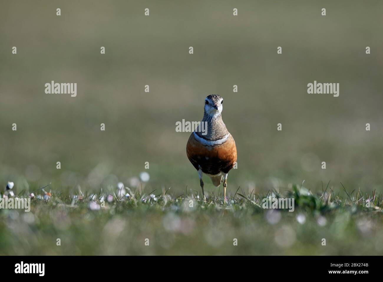 Dotterel (Charadrius morinellus) Royaume-Uni Banque D'Images