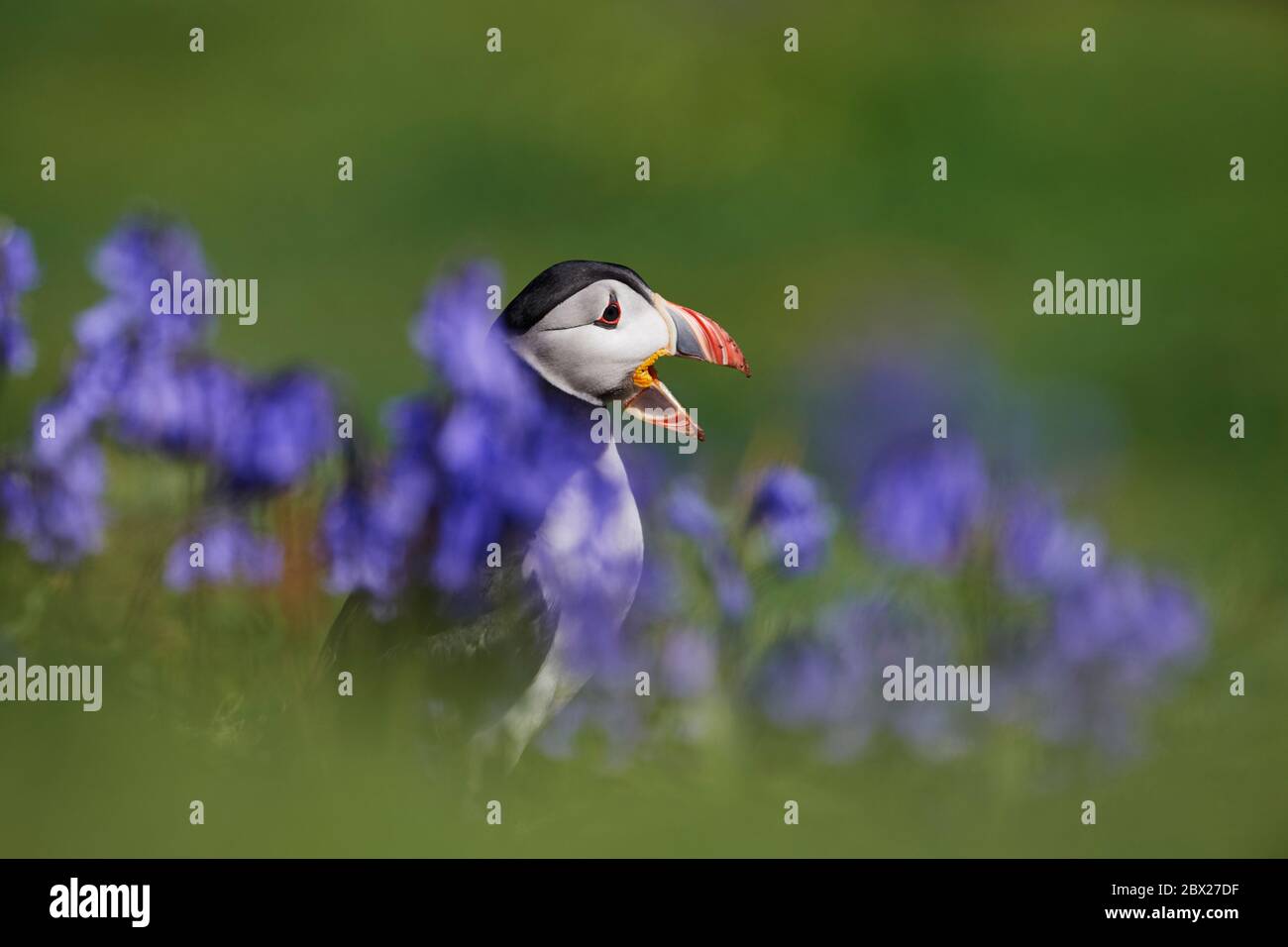 Puffin (Fratercula arctica) Royaume-Uni Banque D'Images