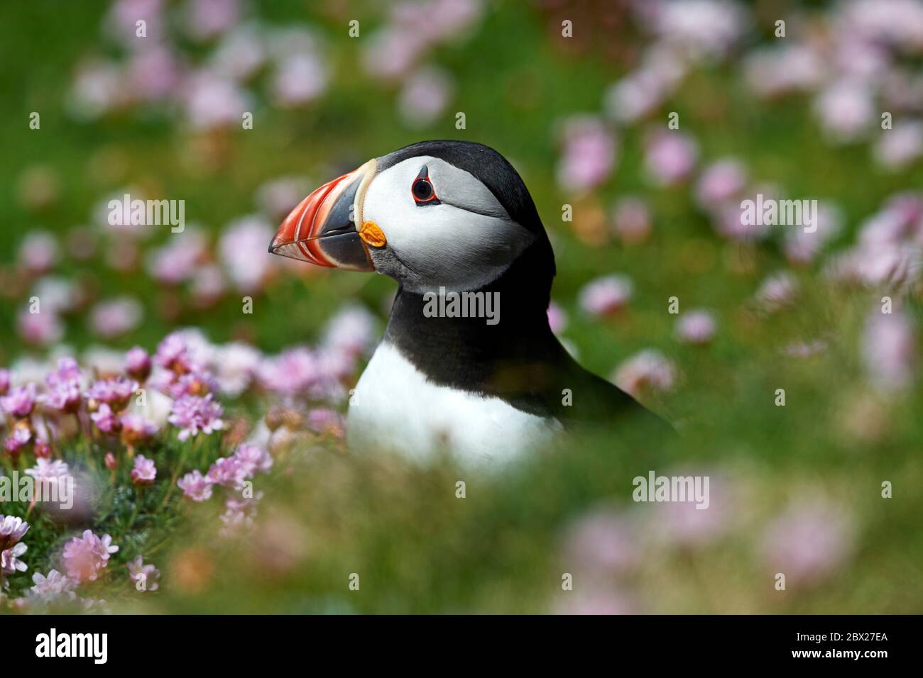 Puffin (Fratercula arctica) Royaume-Uni Banque D'Images