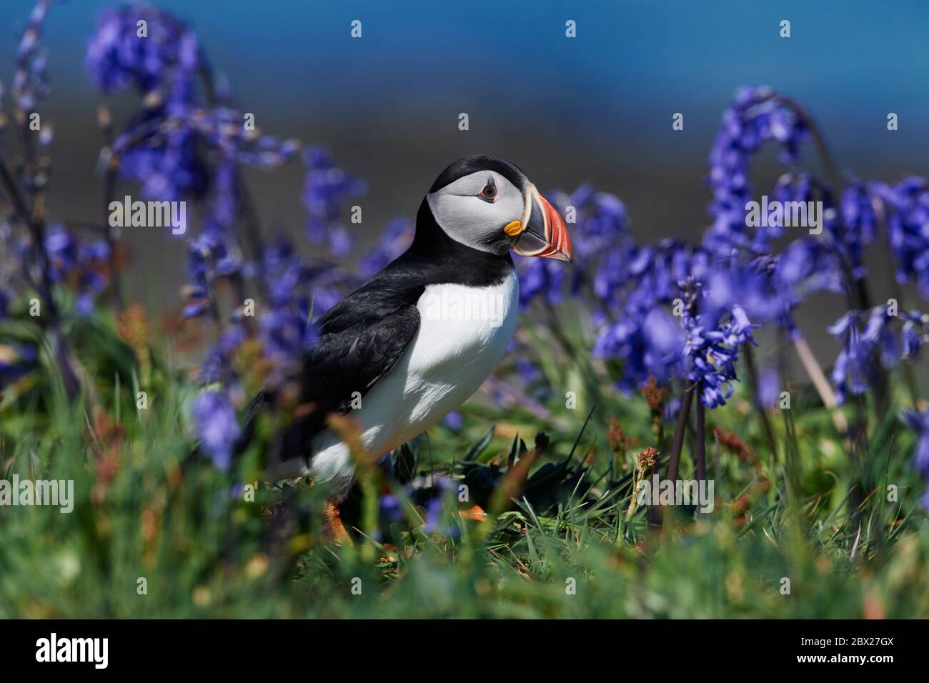 Puffin (Fratercula arctica) Royaume-Uni Banque D'Images