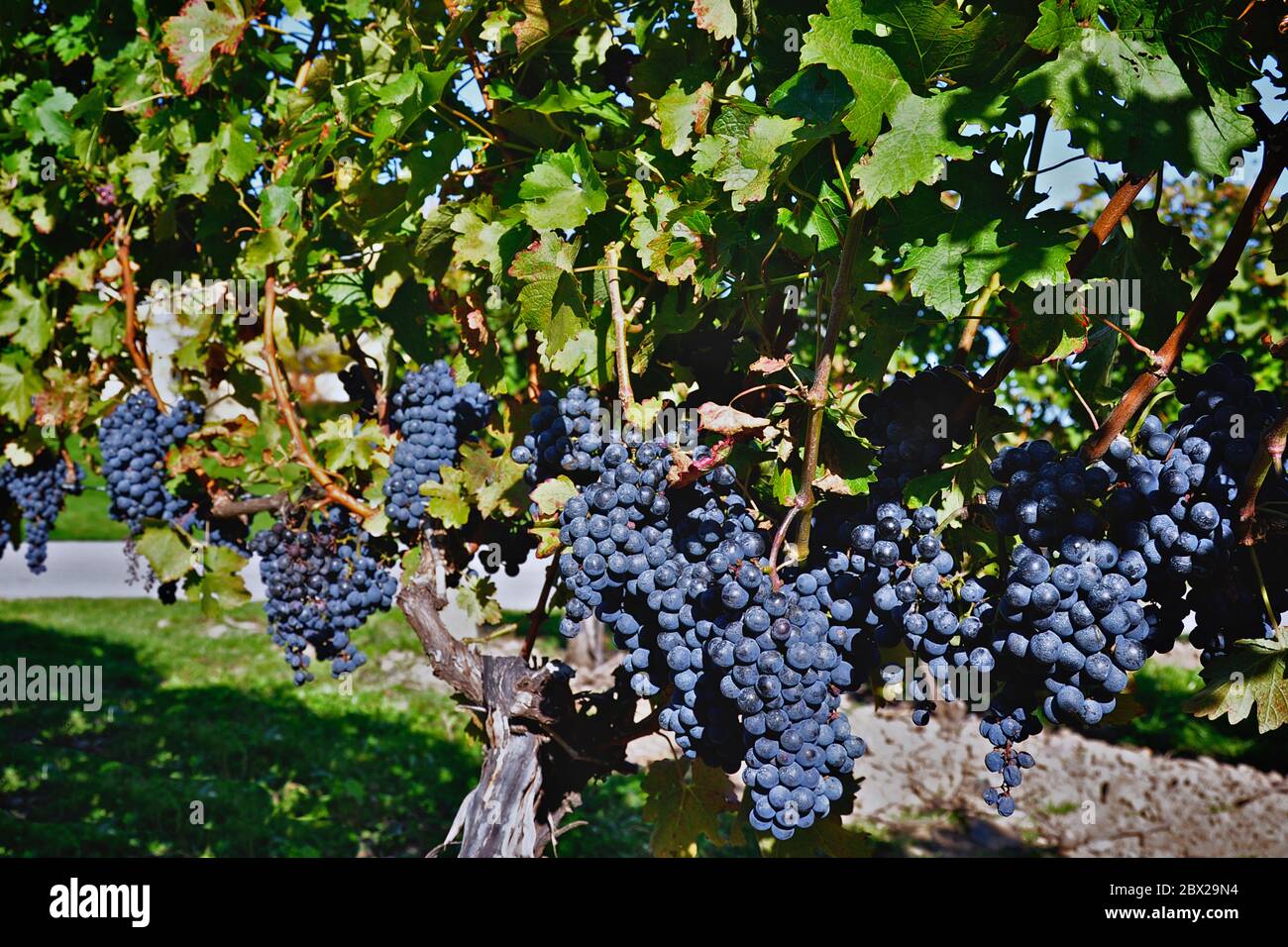 Gamay Noir raisin - cave de vinification, Ontario, Canada Banque D'Images Gamay Noir raisin - cave de vinification, Ontario, Canada Banque D'Images