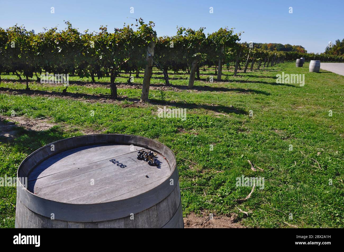 Les fûts de chêne Olds à l'extérieur du domaine avec vue sur le champ de raisin Banque D'Images Les fûts de chêne Olds à l'extérieur du domaine avec vue sur le champ de raisin Banque D'Images