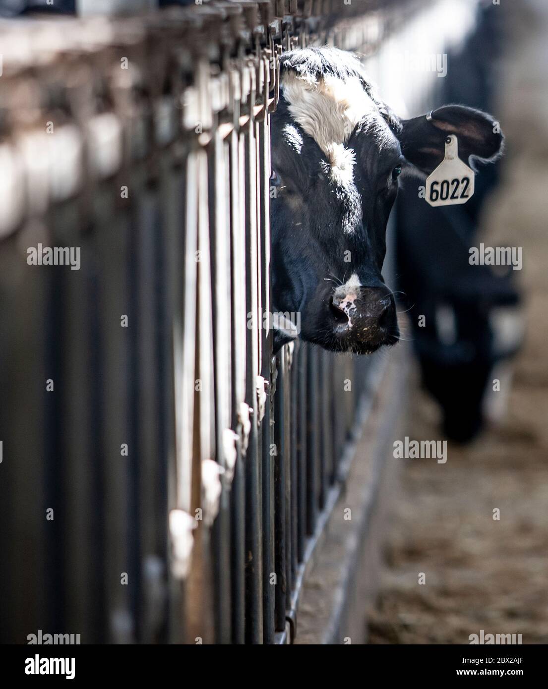 Vaches en enclos à la ferme laitière du Wisconsin Banque D'Images