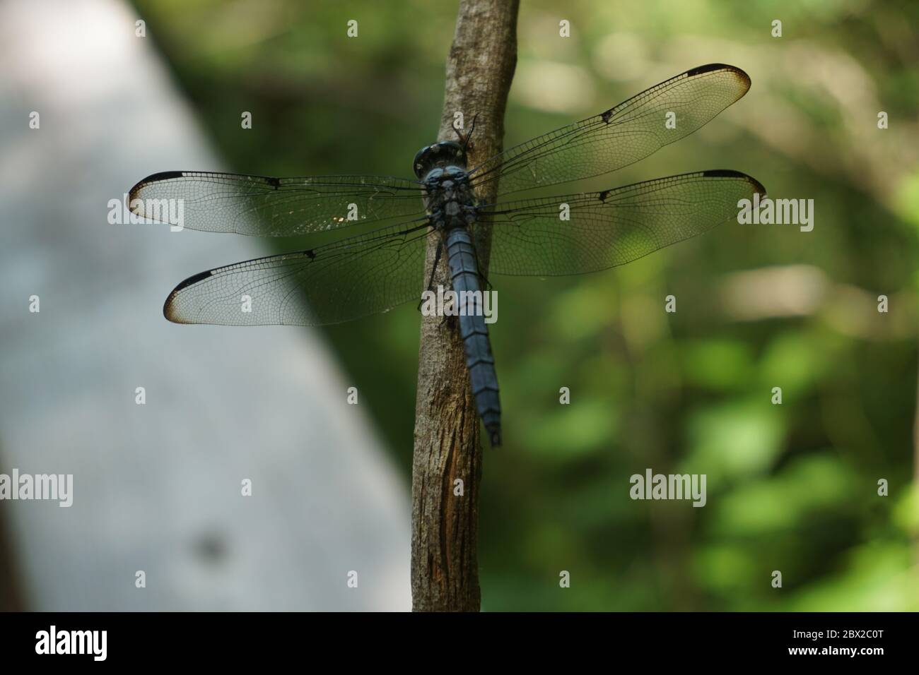 Blue Dragonfly, l'infraorder Anisoptera, assis sur une branche avec des ailes délicates s'étendant dans le parc national des Everglades, Floride. Banque D'Images