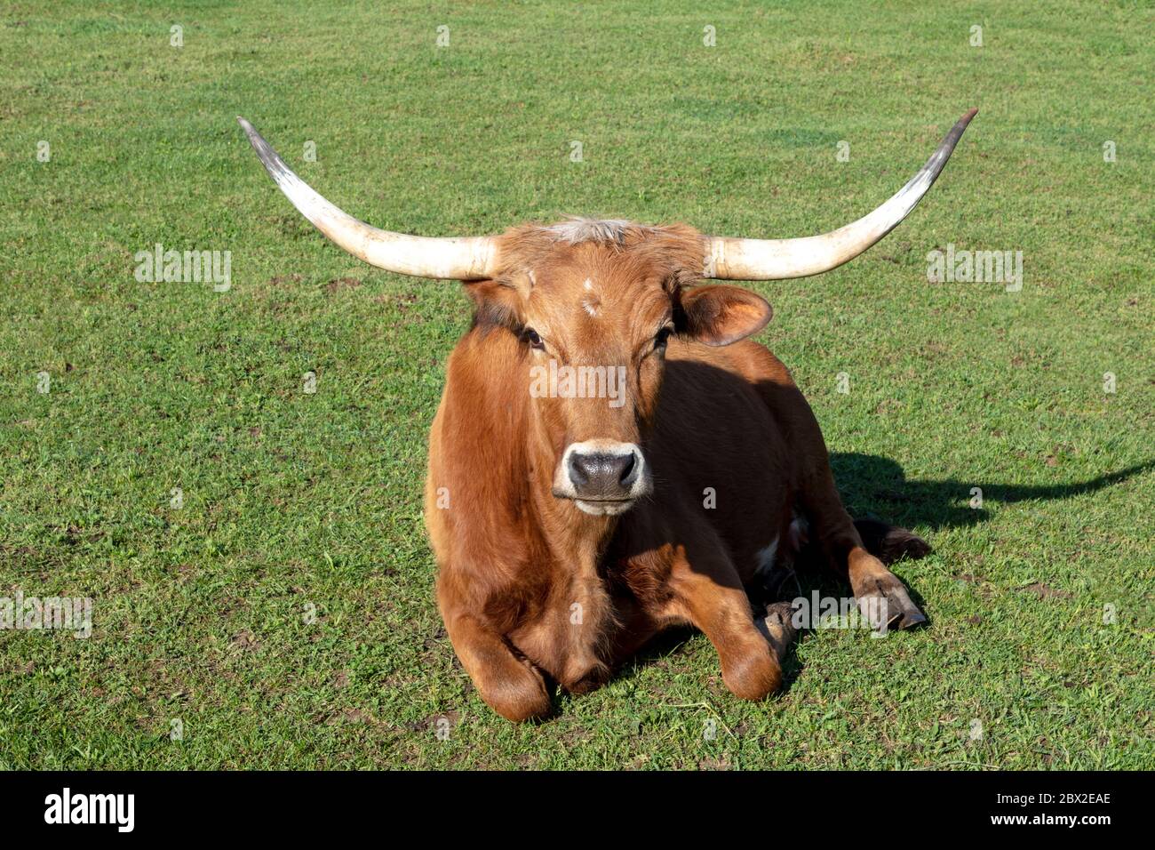 Texas Longhorn, USA, par James D Coppinger/Dembinsky photo Assoc Banque D'Images
