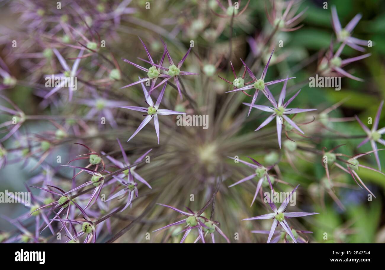 wild onion allium fleurs macro fond de détail Banque D'Images
