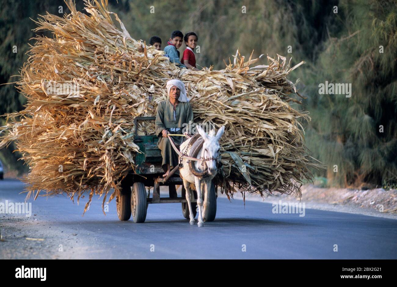 la prostituée devient un ane