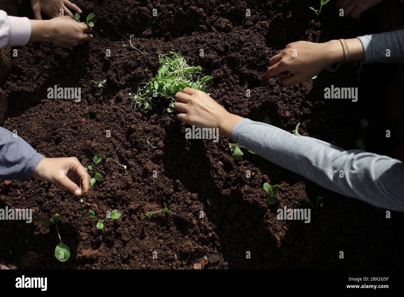 Les gens plantent des légumes dans un champ vide.le ménage basé sur les légumes locaux comme une solution parmi la menace de la crise due à la pandémie de coronavirus. En 2019, l'Indice mondial de sécurité alimentaire note que l'Indonésie est 62e sur 113 pays dans le monde, ce qui place un pays agraire vulnérable à la crise alimentaire. Banque D'Images