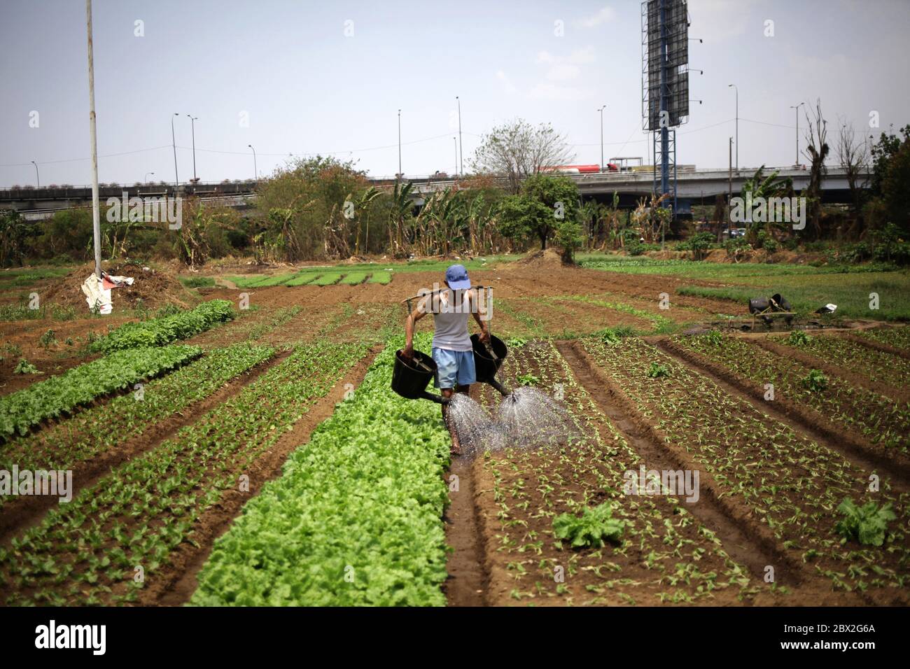 Un agriculteur est vu arroser des plantes dans un champ vide. Le ménage basé sur les légumes locaux comme solution parmi la menace de la crise due à la pandémie de coronavirus. En 2019, l'Indice mondial de sécurité alimentaire note que l'Indonésie est 62e sur 113 pays dans le monde, ce qui place un pays agraire vulnérable à la crise alimentaire. Banque D'Images