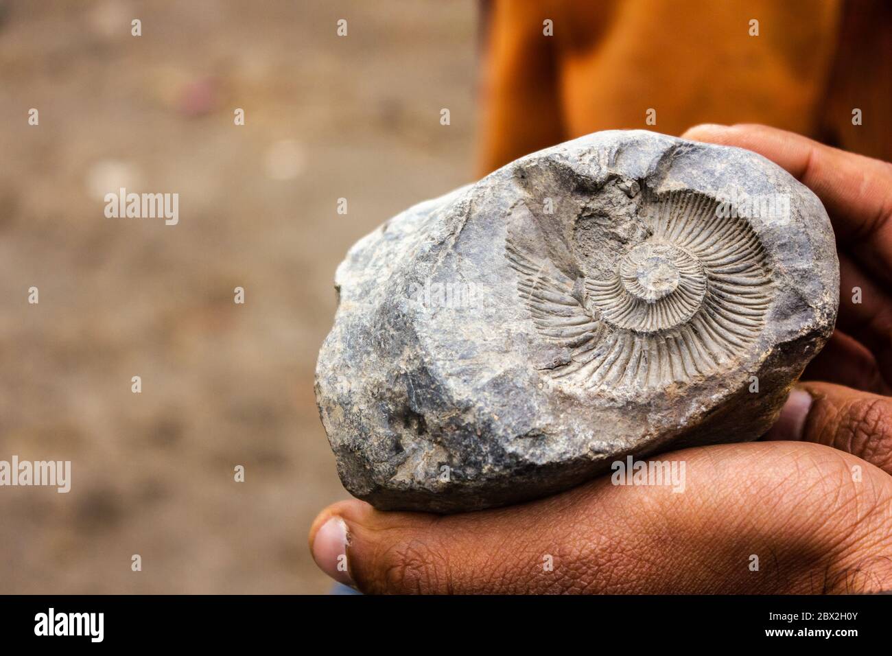 Langza, Himachal Pradesh, Inde - Mai 2012: Gros plan des modèles d'un fossile ammonite de l'âge jurassique dans la vallée de Spiti. Banque D'Images