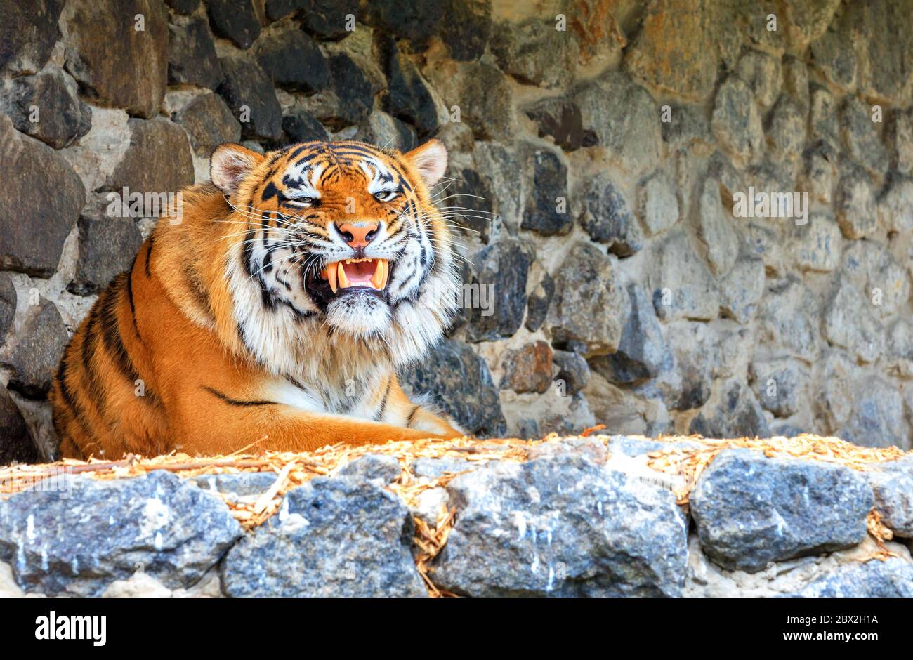 Le tigre repose avec un formidable grin près d'un mur de pierre exposant des fangs jaunes et croissent de façon menaçante. Banque D'Images