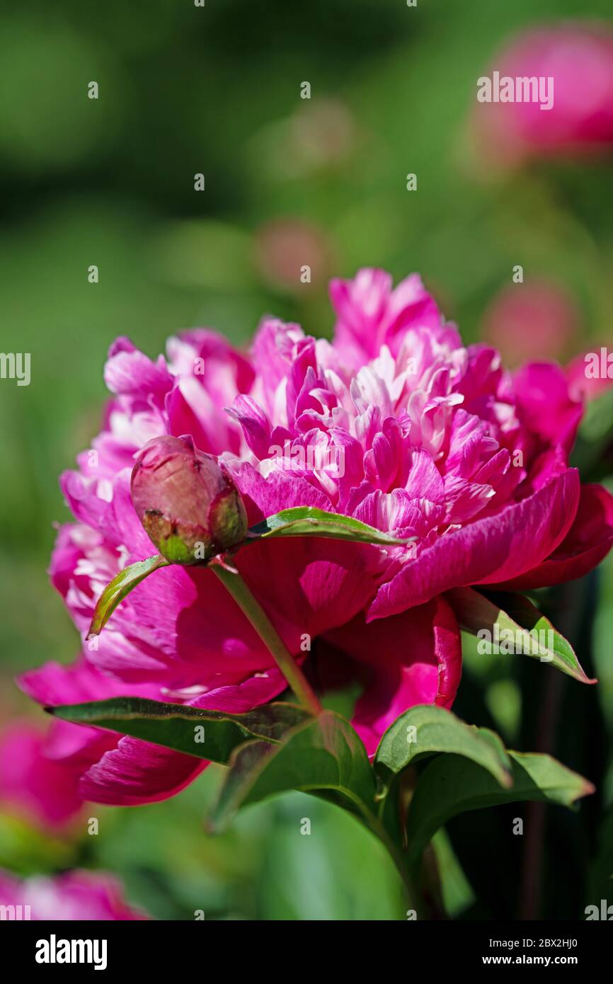 Pivoines roses en fleurs, Paeonia, au début de l'été Banque D'Images