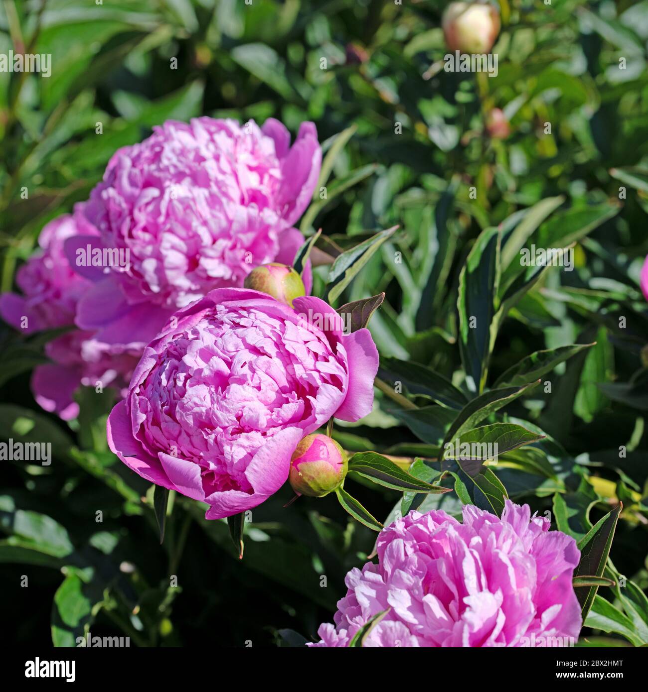 Pivoines roses en fleurs, Paeonia, au début de l'été Banque D'Images