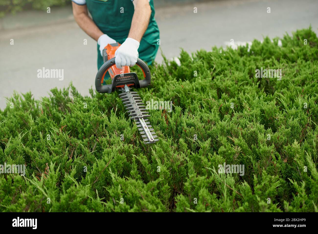 Vue d'en haut de la haie incognito mâle de coupe de jardinier. Récolte de l'ouvrier portant un uniforme et des gants façonnant soigneusement le dessus des buissons à l'aide d'une machine à couper électrique rouge et noire. Concept de jardinage. Banque D'Images