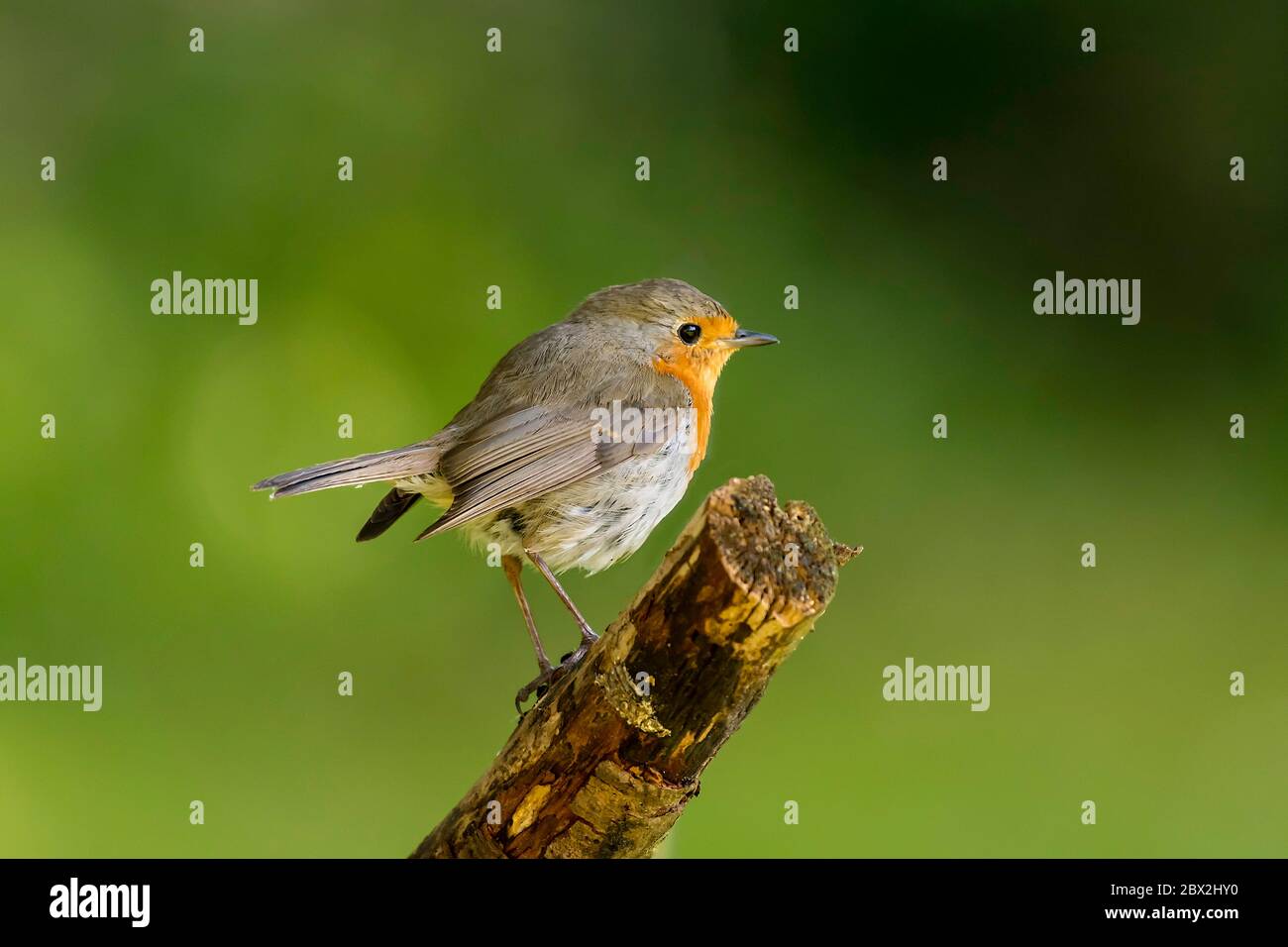 Robin erithacus rubecula recherche de source alimentaire en perçant sur un point de vue . Norfolk Garden Royaume-Uni. Banque D'Images