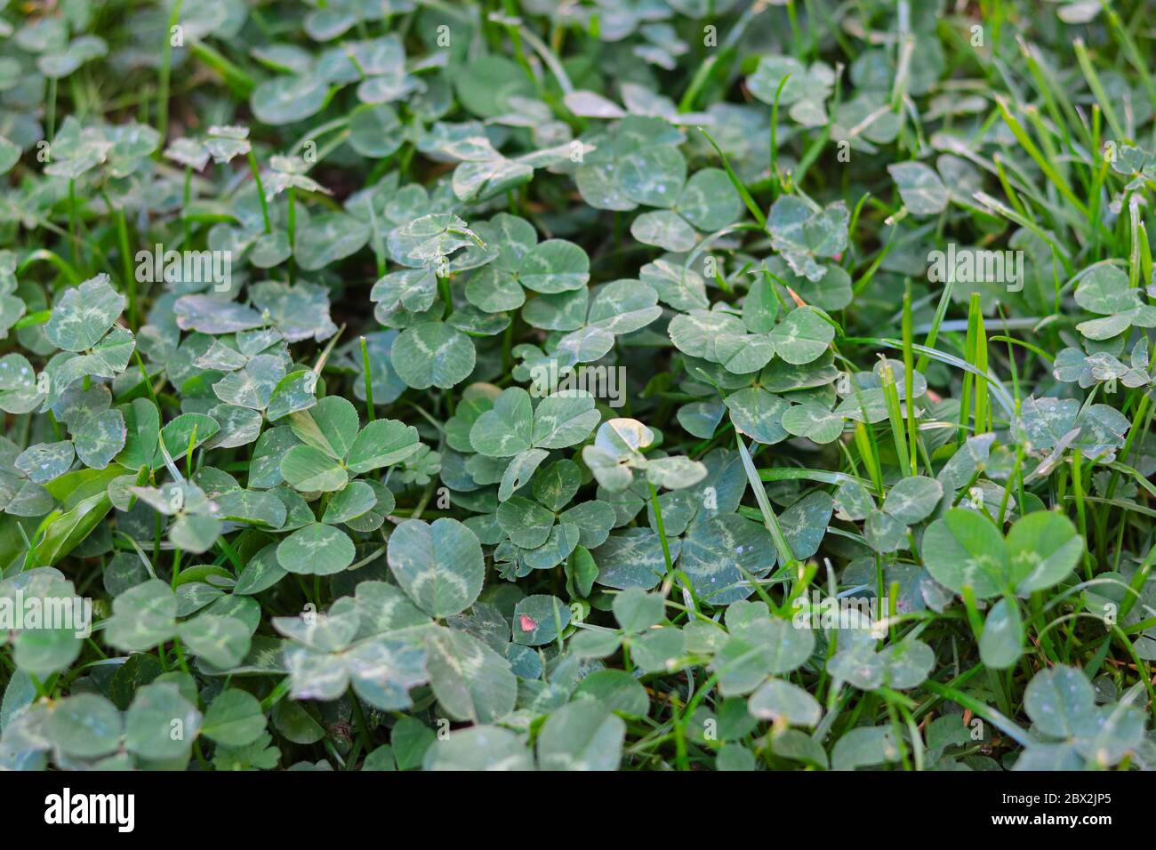 trèfle (trifolium) sur pelouse, concept pour le jardinage de lutte contre les mauvaises herbes sur pelouse Banque D'Images