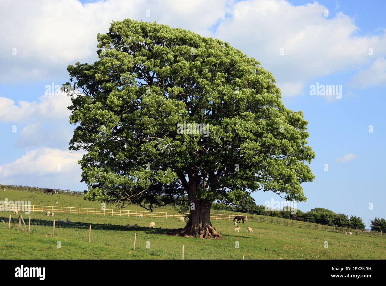 Old Oak Tree dans un champ Banque D'Images