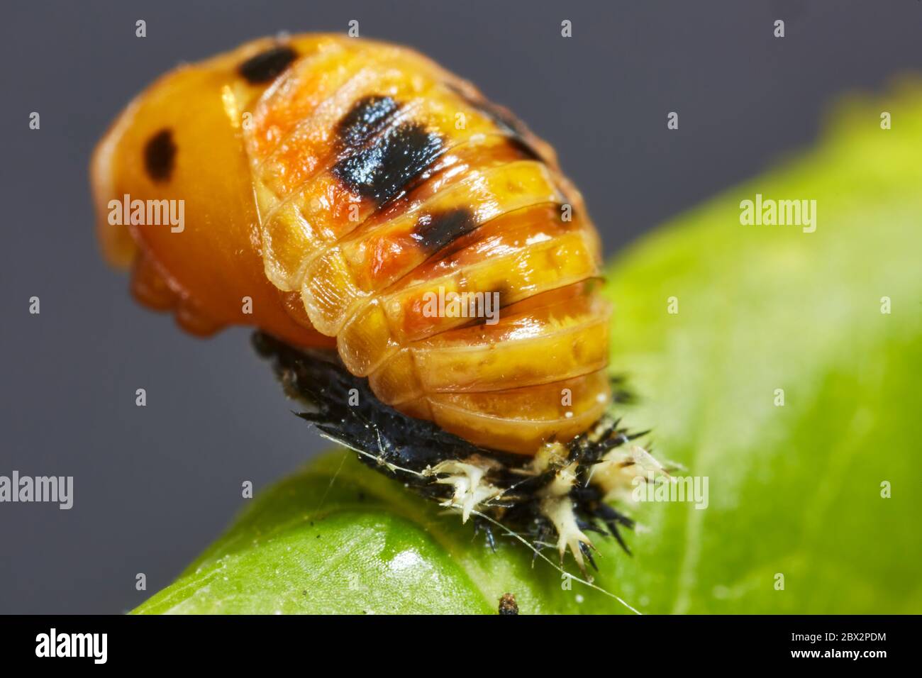 Larves de coccinelles Banque D'Images