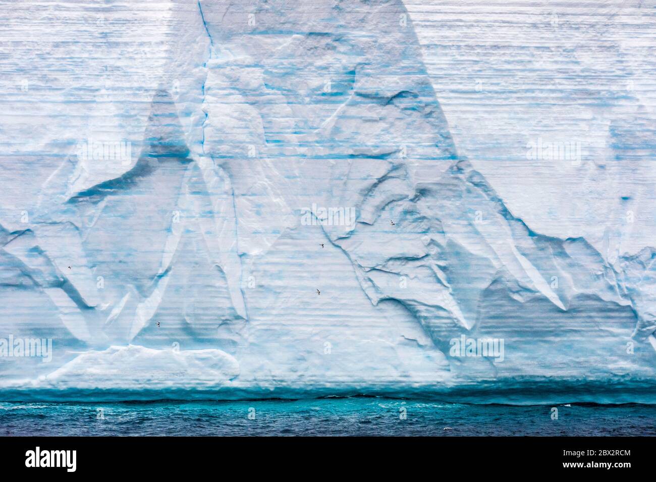 Antarctique, Océan Austral, iceberg tabulaire, chaque strate bleu ou blanc correspond à une saison de glaciation, et une colonie de Cape Petrels (Daption capense) Banque D'Images