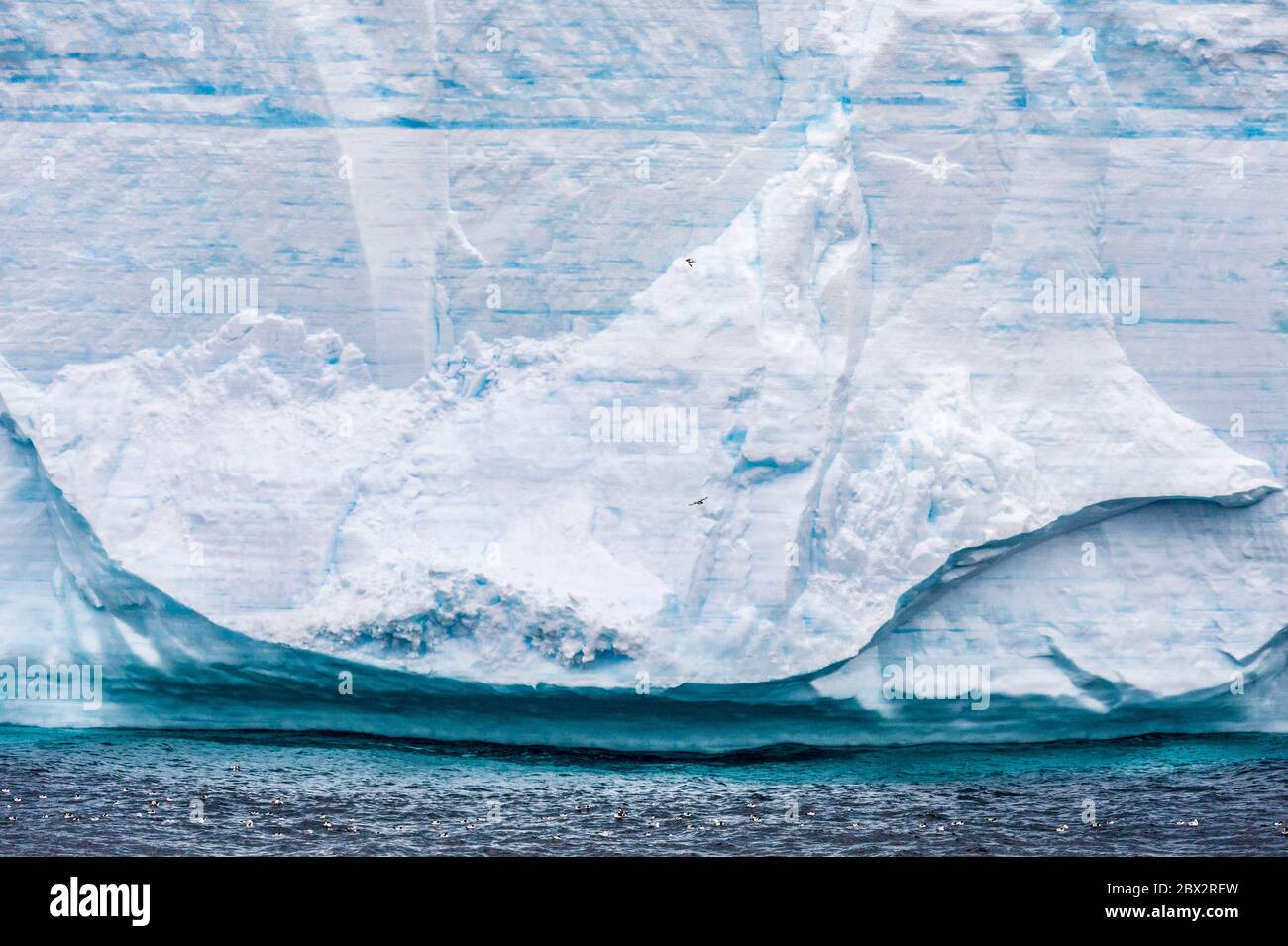 Antarctique, Océan Austral, iceberg tabulaire, chaque strate bleu ou blanc correspond à une saison de glaciation, et une colonie de Cape Petrels (Daption capense) Banque D'Images