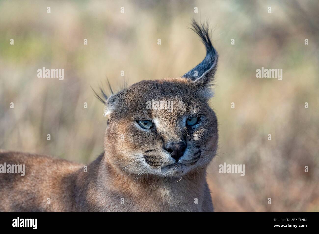 Namibie, Réserve privée, Caracal (Caracal caracal), présente en Afrique et en Asie, animal sous conditions contrôlées Banque D'Images