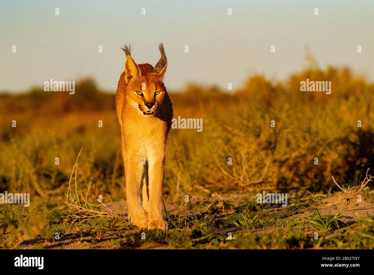 Namibie, Réserve privée, Caracal (Caracal caracal), présente en Afrique et en Asie, animal sous conditions contrôlées Banque D'Images