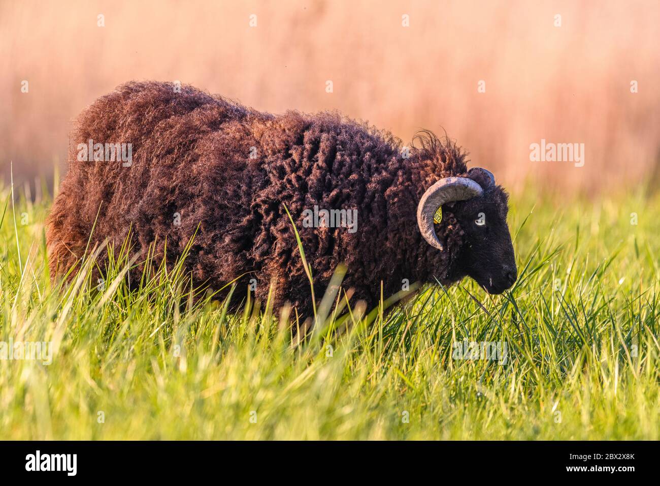 France, somme (80), Baie de somme, le Hourdel, Maison de la Baie de somme, moutons Ouessant (breton) avec jeunes agneaux qui broutage dans le marais Banque D'Images