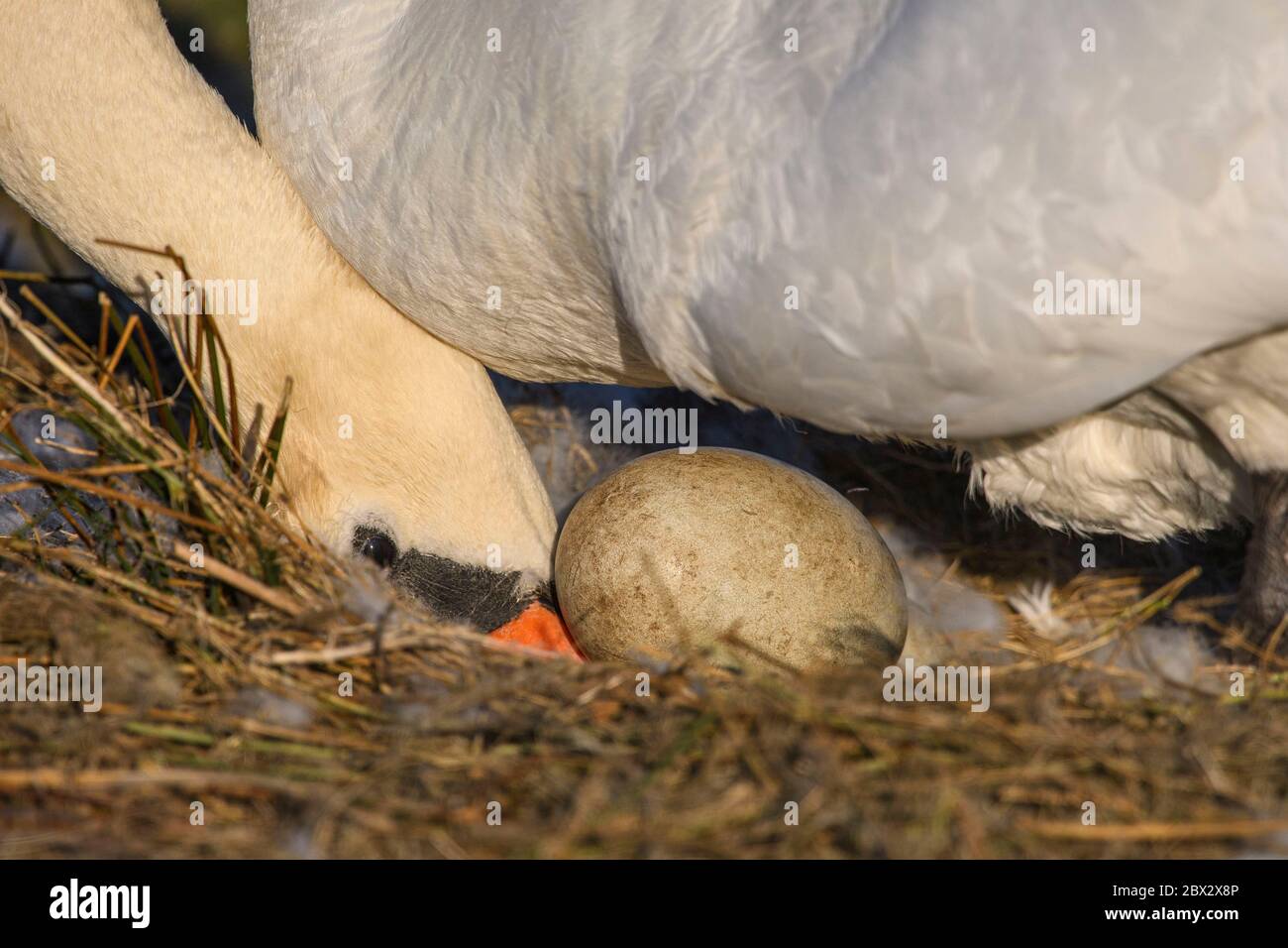 France, somme (80), Baie de somme, le Crotoy, Marais du Crotoy, Mute Swan (Cygnus olor - Mute Swan) sur son nid couver et qui tourne ses oeufs périodiquement Banque D'Images