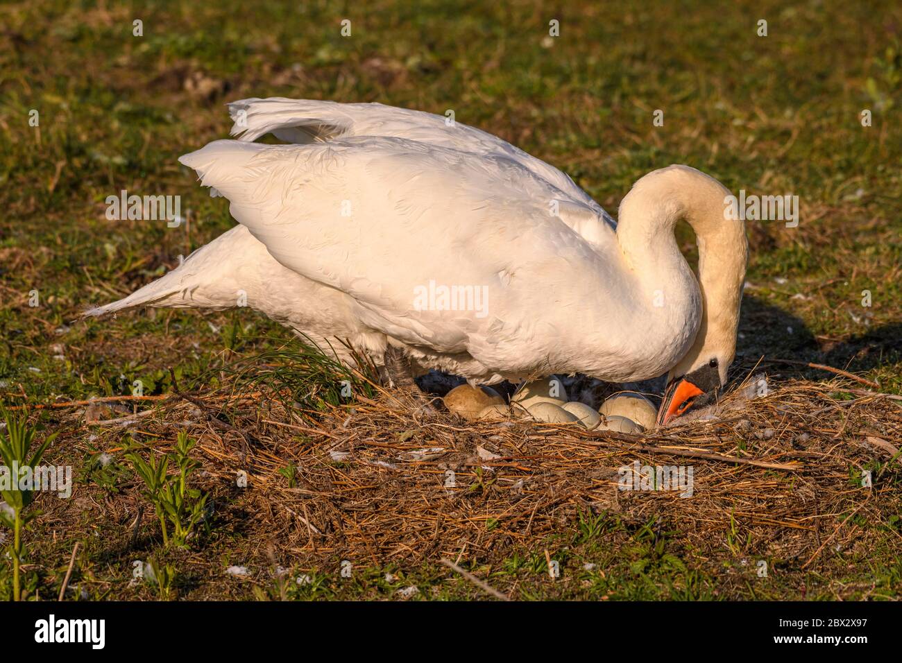 France, somme (80), Baie de somme, le Crotoy, Marais du Crotoy, Mute Swan (Cygnus olor - Mute Swan) sur son nid couver et qui tourne ses oeufs périodiquement Banque D'Images