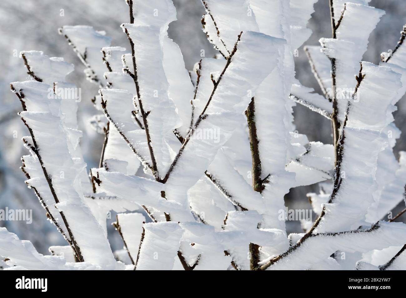 France, territoire de Belfort, Vosges, branche givrée, hiver Banque D'Images