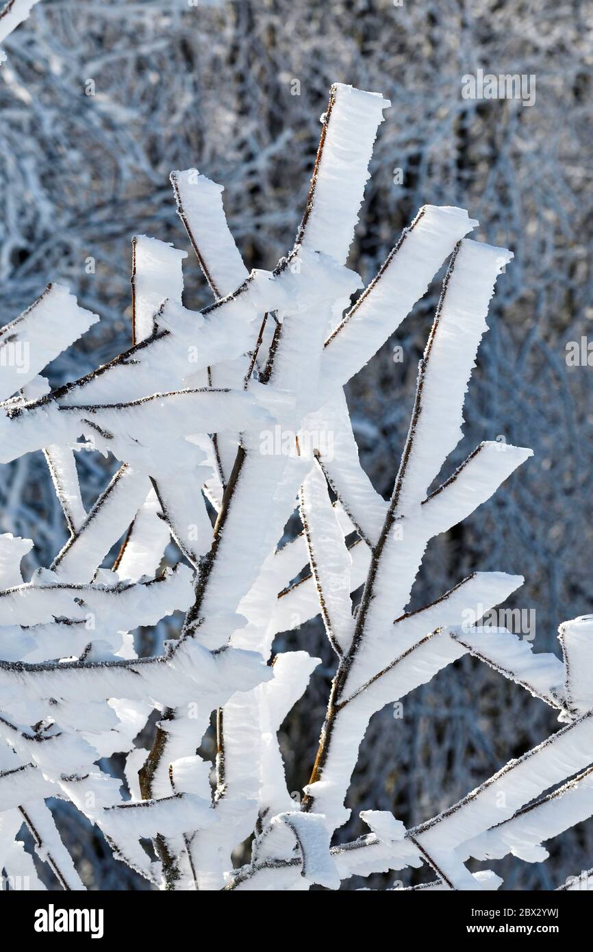 France, territoire de Belfort, Vosges, branche givrée, hiver Banque D'Images