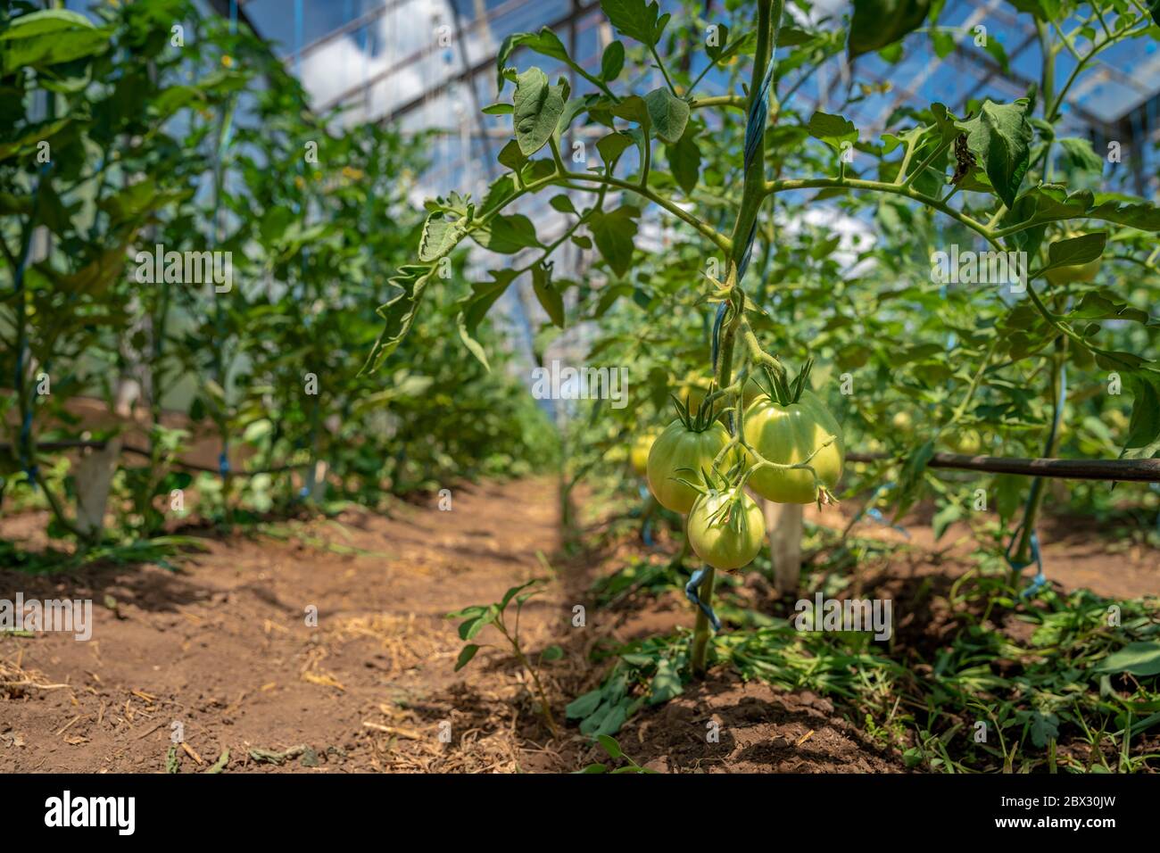 Les tomates vertes biologiques mûrissent en serre. Légumes sans produits chimiques, aliments sains Banque D'Images