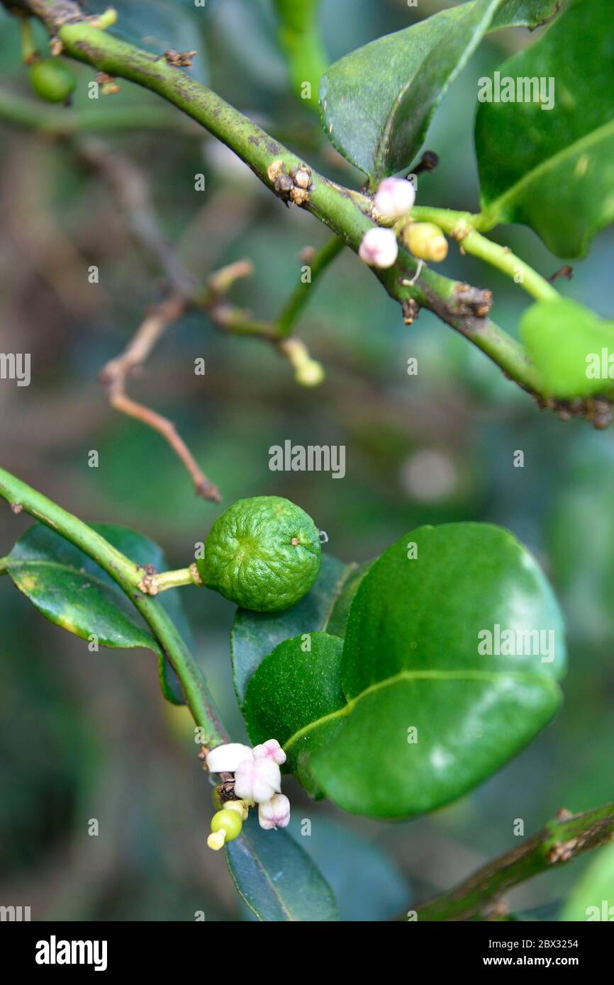 France, Ile de la Réunion (département français d'outre-mer), petite-Ile, jardin tropical, caffir lime ou Combava (Citrus hystrix), la double feuille, la fleur et le fruit Banque D'Images