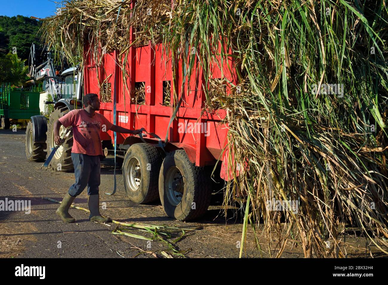 France, Ile de la Réunion (département français d'outre-mer), Saint-Pierre, Grands Bois, l'un des 11 centres de réception et de collecte de canne à sucre également appelés Balance, les tracteurs apportent la canne des champs en remorques Banque D'Images