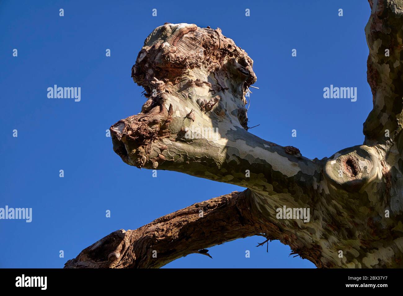 France, Pyrénées Atlantiques, pays Basque, Saint Jean de Luz, Trognes d'avion résultant de la coupe régulière des branches principales Banque D'Images