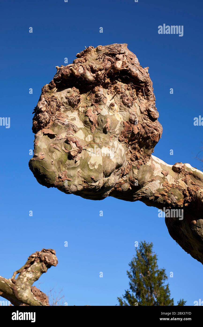 France, Pyrénées Atlantiques, pays Basque, Saint Jean de Luz, Trognes d'avion résultant de la coupe régulière des branches principales Banque D'Images