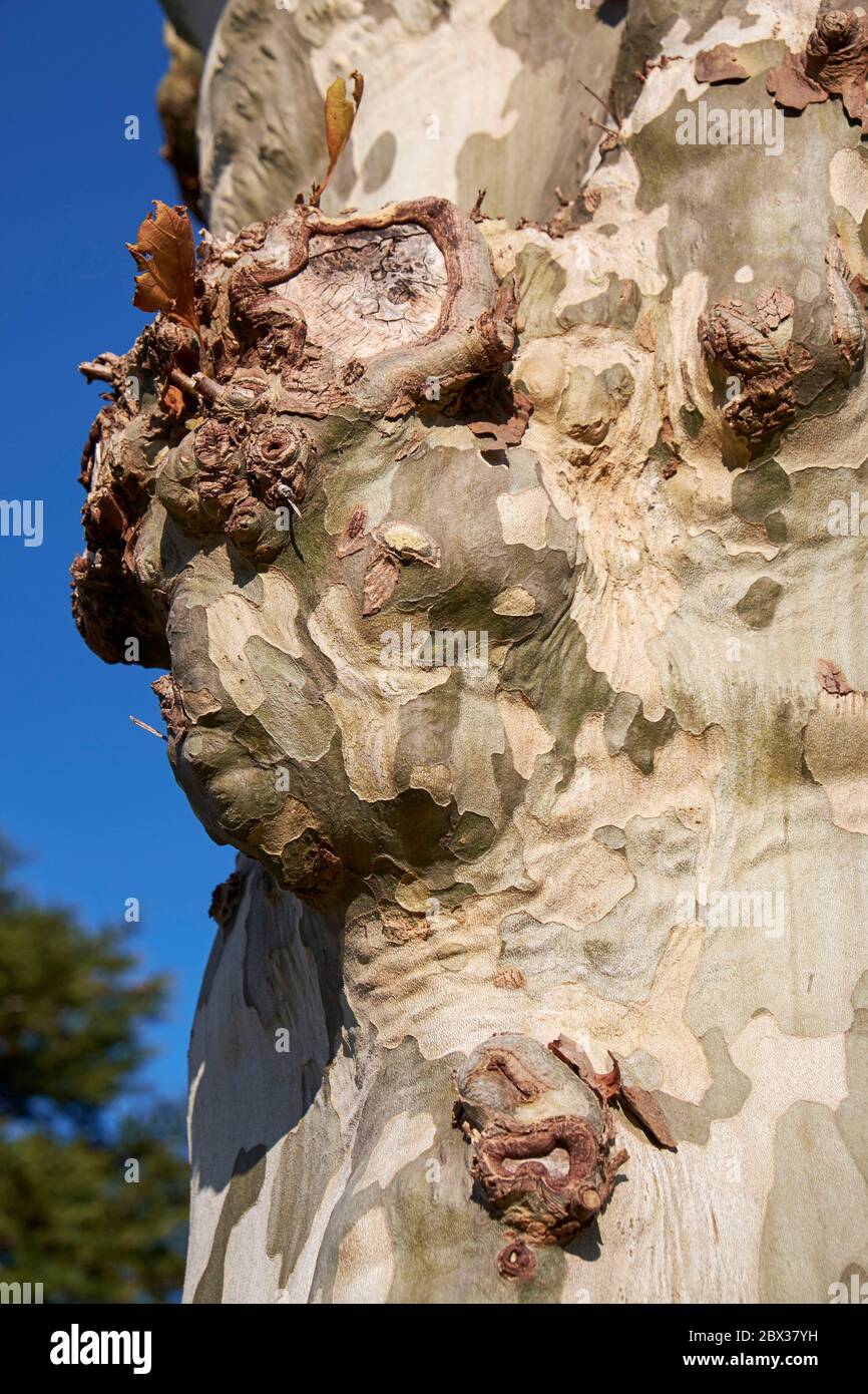 France, Pyrénées Atlantiques, pays Basque, Saint Jean de Luz, Trognes d'avion résultant de la coupe régulière des branches principales Banque D'Images