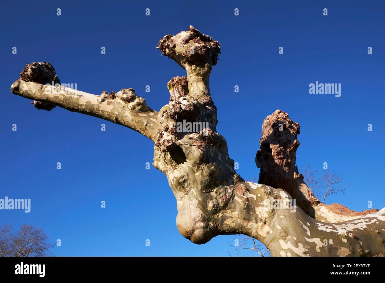 France, Pyrénées Atlantiques, pays Basque, Saint Jean de Luz, Trognes d'avion résultant de la coupe régulière des branches principales Banque D'Images