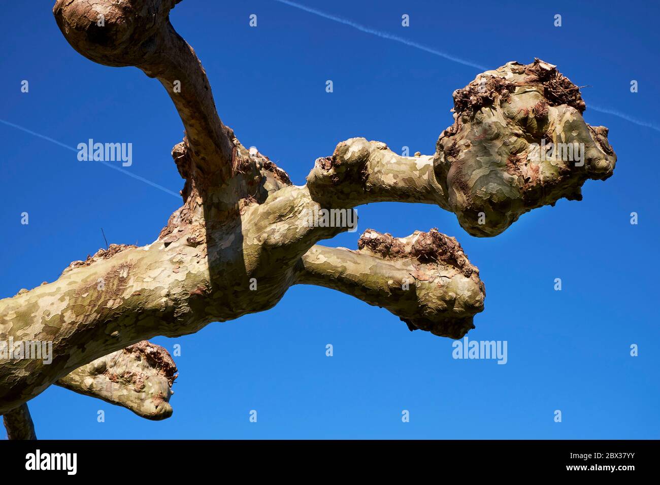 France, Pyrénées Atlantiques, pays Basque, Saint Jean de Luz, Trognes d'avion résultant de la coupe régulière des branches principales Banque D'Images