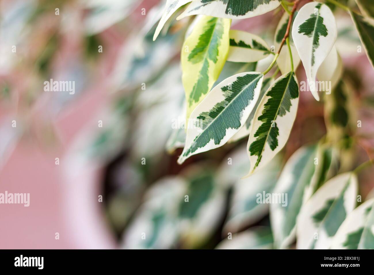 Branche de ficus benjamina avec feuilles variégéées, foyer sélectif, espace de copie Banque D'Images