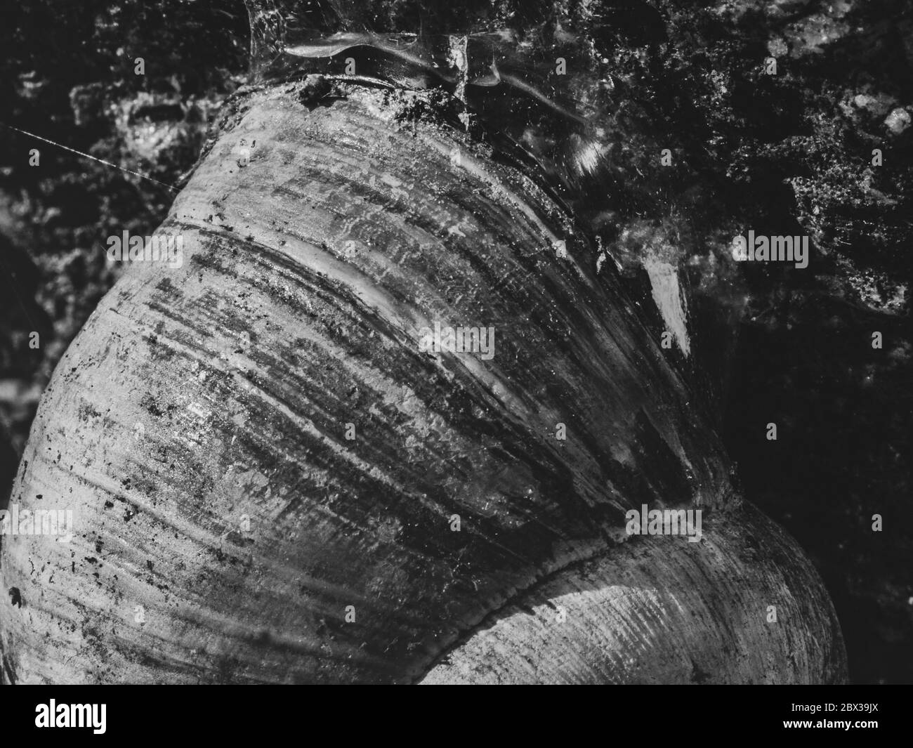 Motif de natures et texte sous forme d'hélice. Gros plan d'une coquille d'escargot de jardin en noir et blanc. Banque D'Images