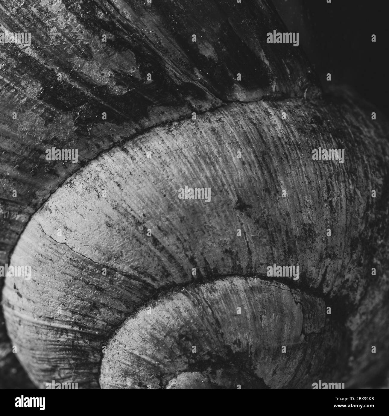 Motif de natures et texte sous forme d'hélice. Gros plan d'une coquille d'escargot de jardin en noir et blanc. Banque D'Images