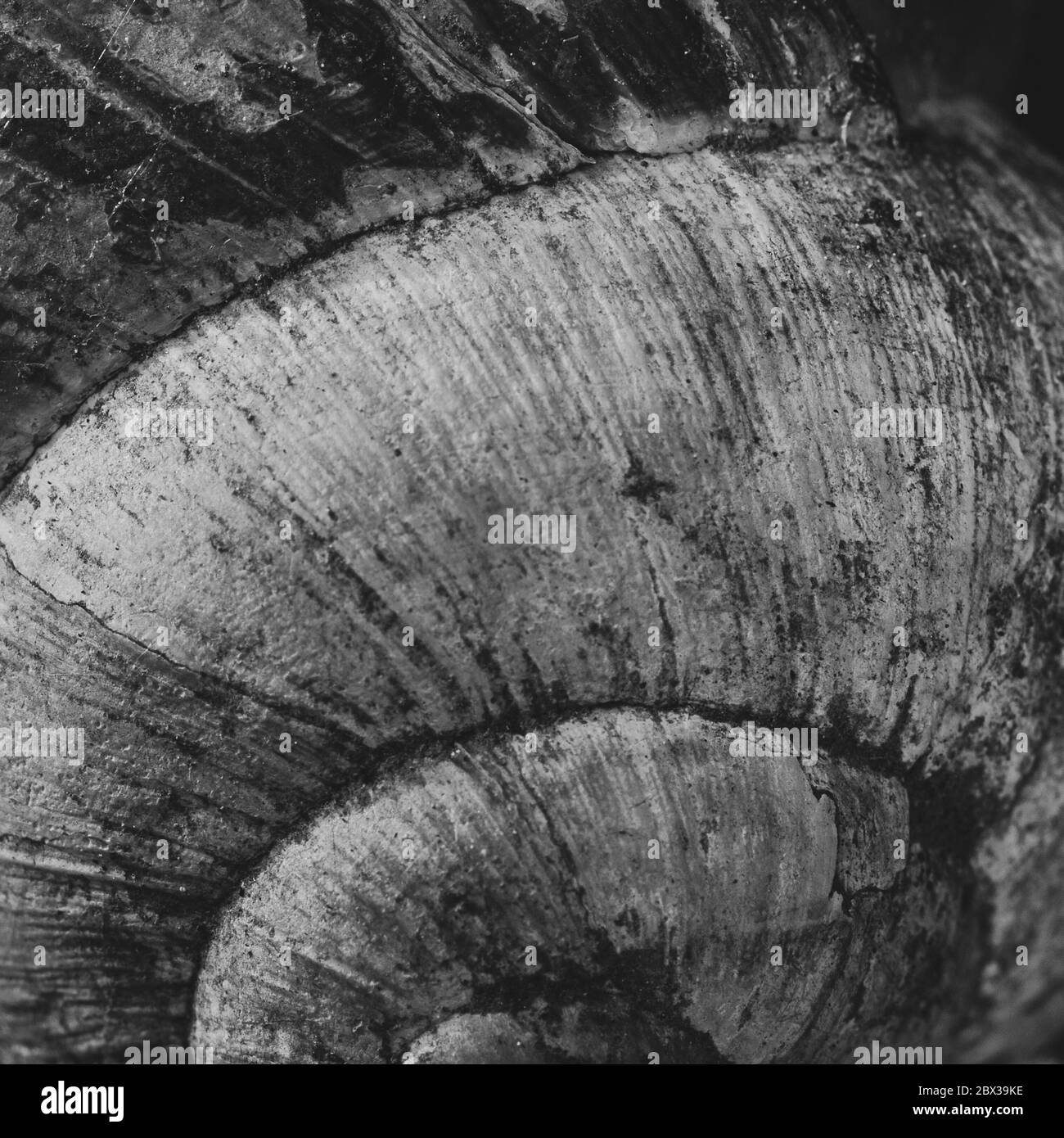 Motif de natures et texte sous forme d'hélice. Gros plan d'une coquille d'escargot de jardin en noir et blanc. Banque D'Images