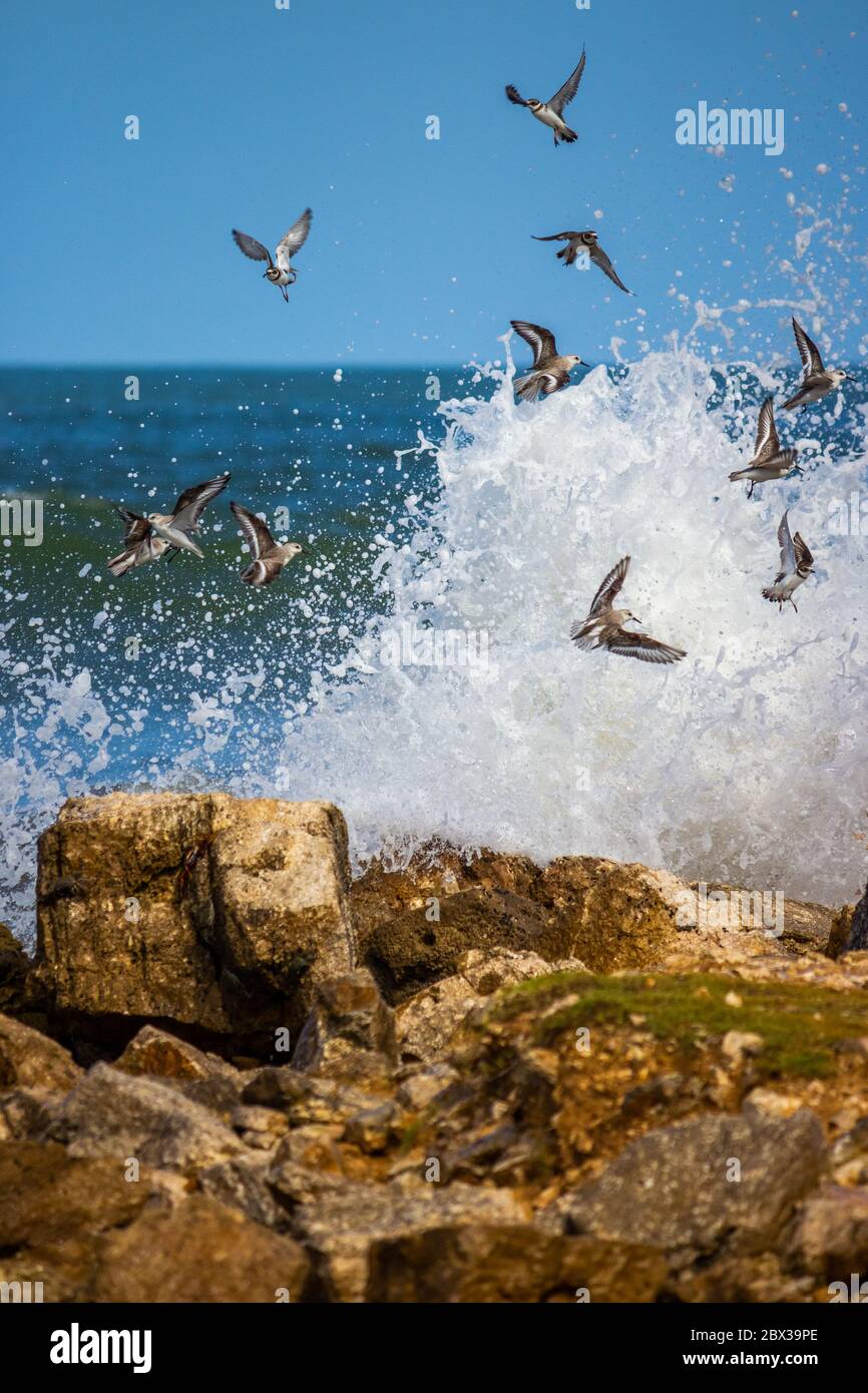 Un groupe de dunlins qui s'en emmènent après que l'eau de mer s'est éclaboussé contre le récif Banque D'Images