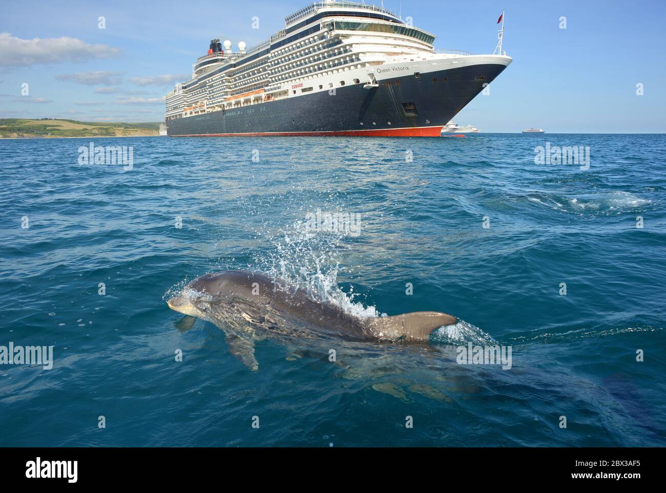 Un dauphin à gros nez accueille le bateau de croisière de Cunard, MS Queen Victoria, ancré à Weymouth Bay, Dorset, au Royaume-Uni, pendant le confinement du coronavirus en 2020 Banque D'Images
