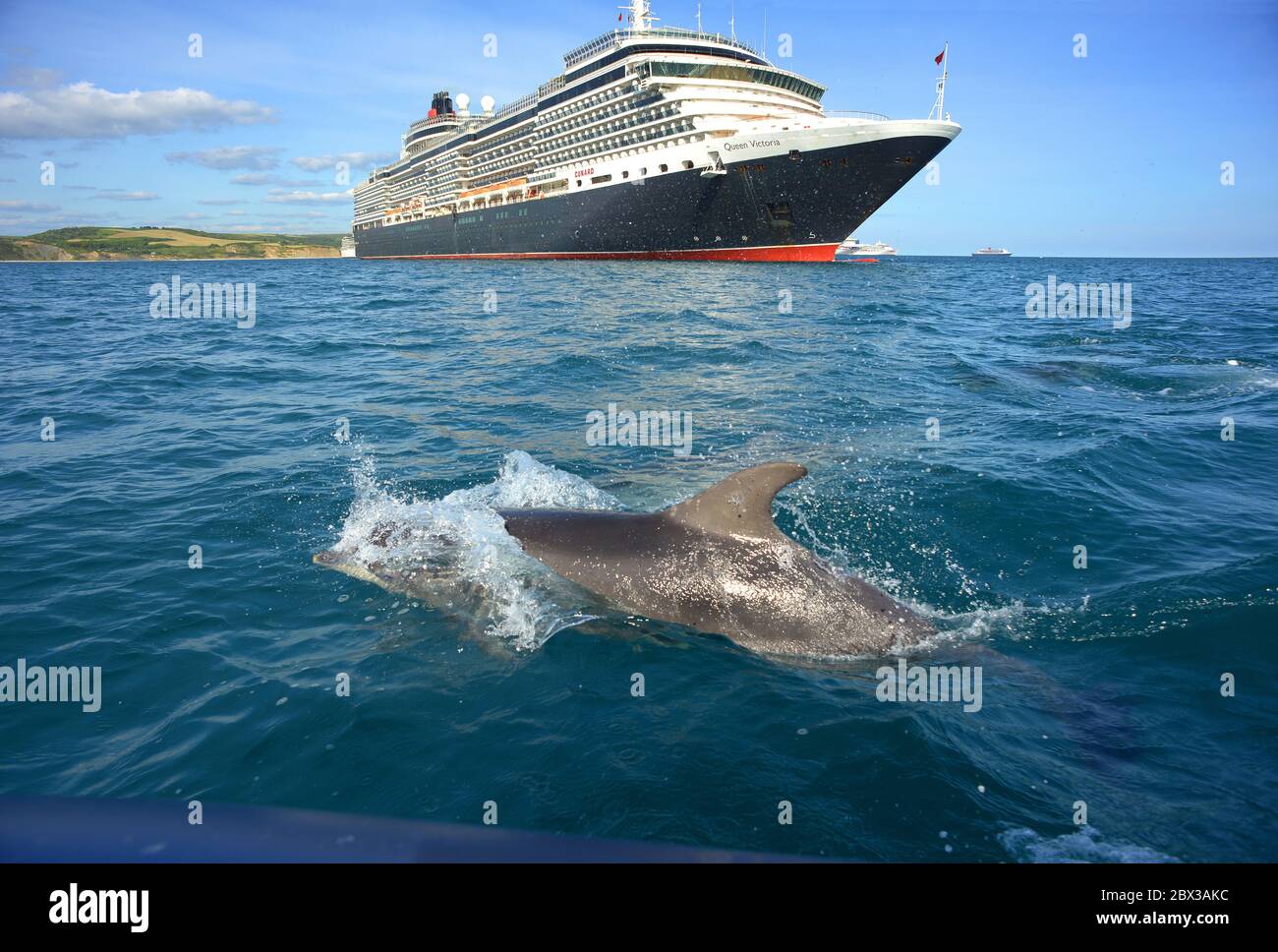 Un dauphin à gros nez accueille le bateau de croisière de Cunard, MS Queen Victoria, ancré à Weymouth Bay, Dorset, au Royaume-Uni, pendant le confinement du coronavirus en 2020 Banque D'Images