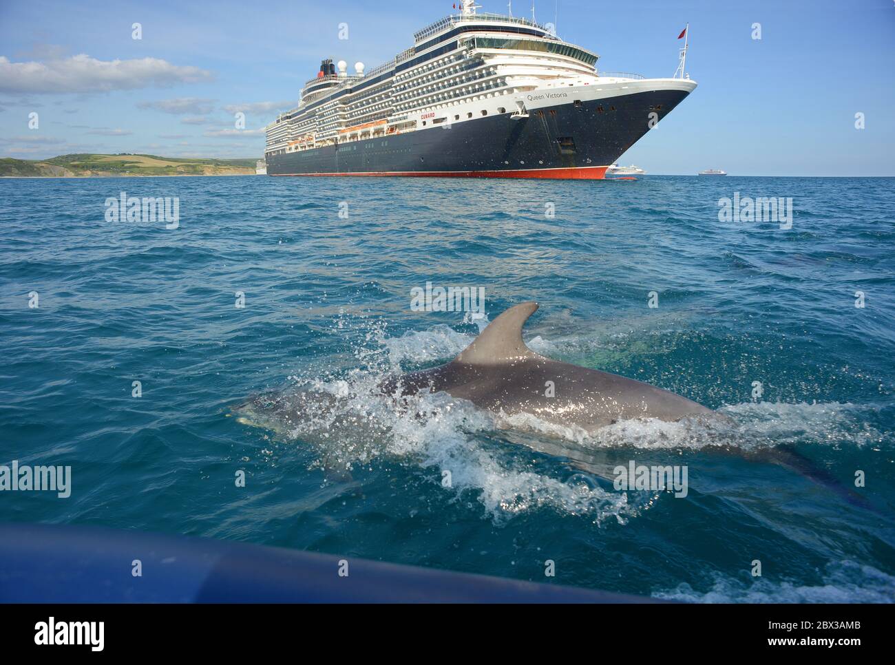 Un dauphin à gros nez accueille le bateau de croisière de Cunard, MS Queen Victoria, ancré à Weymouth Bay, Dorset, au Royaume-Uni, pendant le confinement du coronavirus en 2020 Banque D'Images