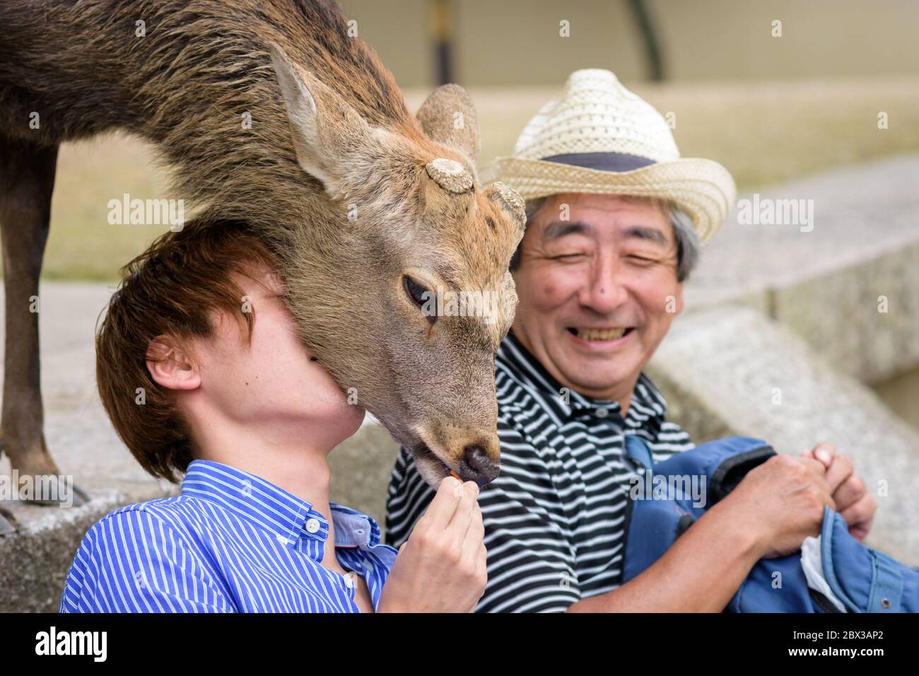 Nara / Japon - 9 octobre 2017 : nourrissant des pétards de cerf (Shika-senbei) aux cerfs du parc Nara, Nara, Japon Banque D'Images