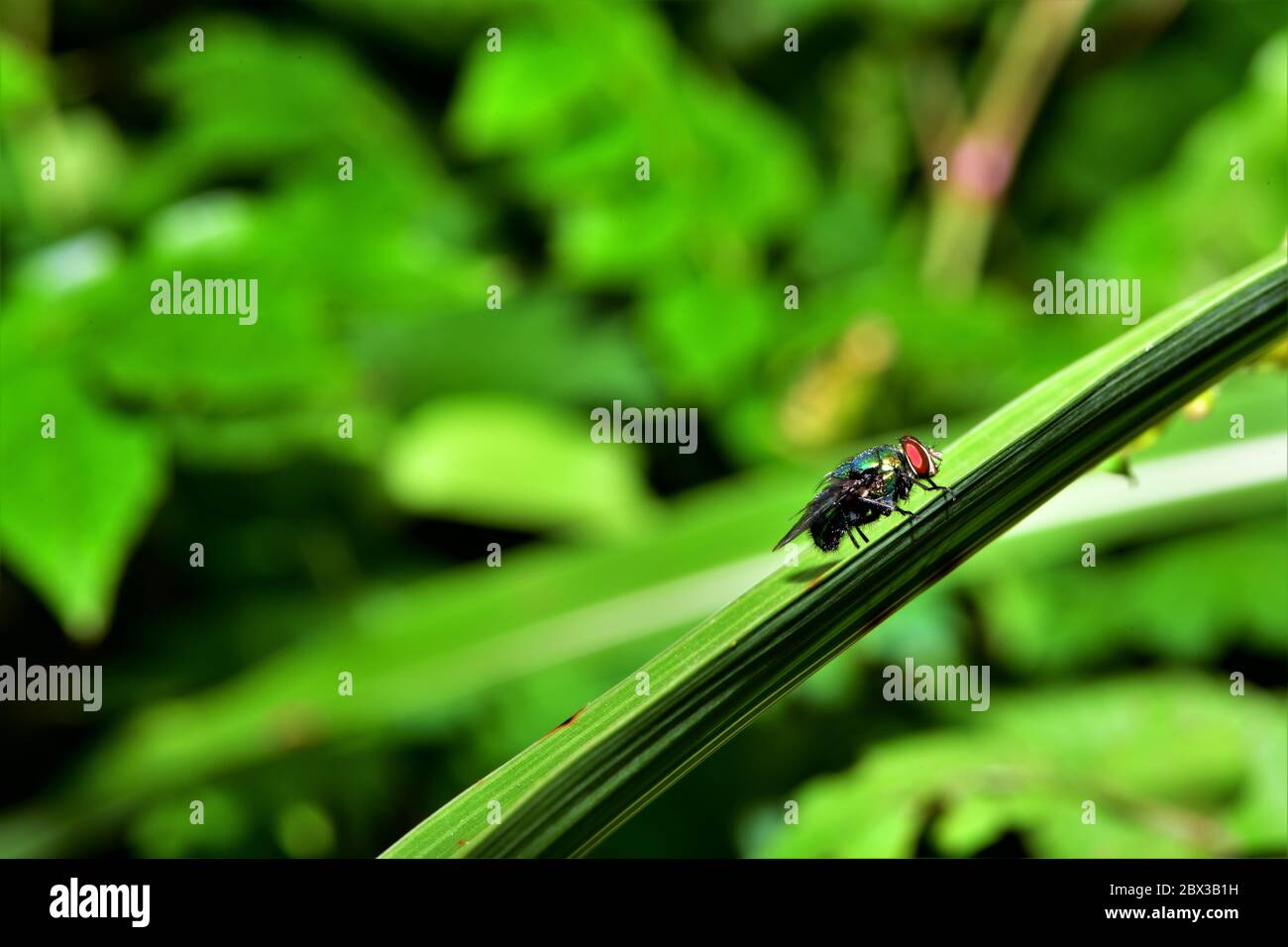 Une bouteille verte survole une tige d'herbe. Banque D'Images