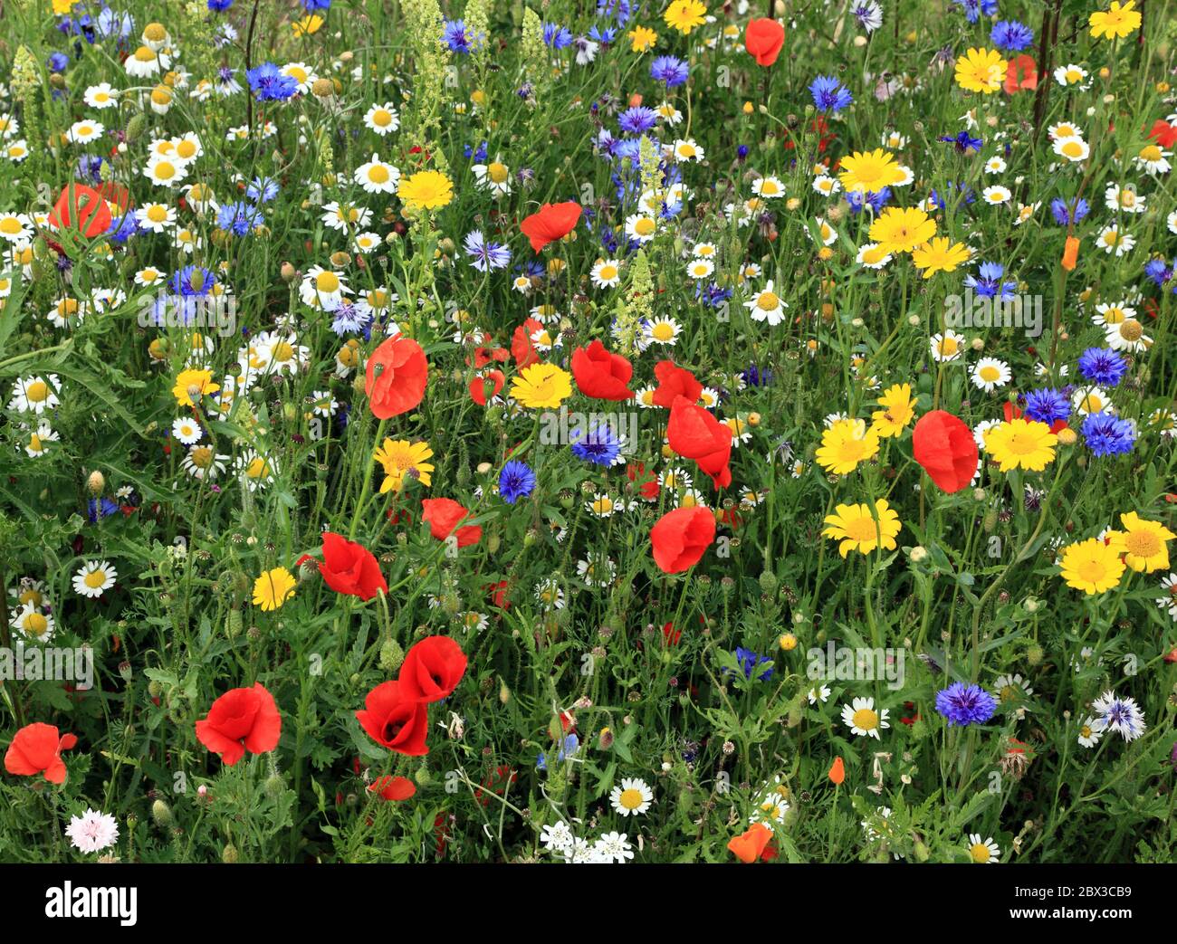 Fleurs sauvages, bordure, jardin, pavot, Marguerite, fleur de maïs, coquelicots, pâquerettes, fleurs de maïs, colorées Banque D'Images